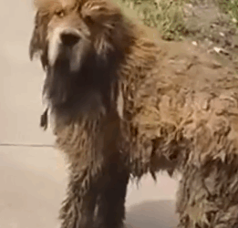 Part2 Animals Rescue #dogrescue #rescuedog #dogsofttiktok #foryoupage #foryou #dogs