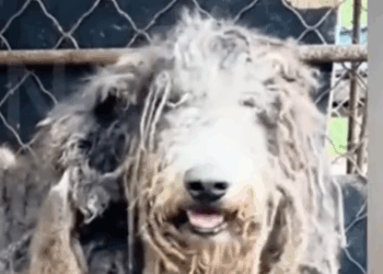 Part2 Animals Rescue #dogrescue #rescuedog #dogsofttiktok #foryoupage #foryou #dogs