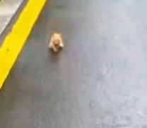 Animal collapsed on the ground, fighting for survival_part2