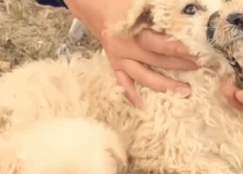 Part2 Animals Rescue #dogrescue #rescuedog #dogsofttiktok #foryoupage #foryou #dogs