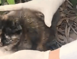 Part2 Animals Rescue #dogrescue #rescuedog #dogsofttiktok #foryoupage #foryou #dogs