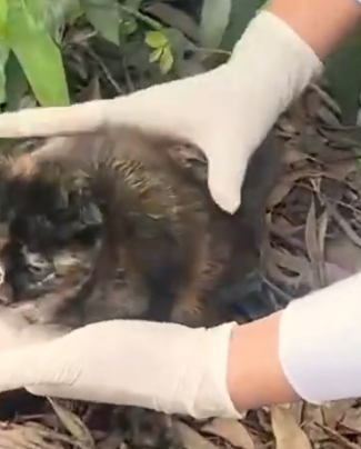 Part2 Animals Rescue #dogrescue #rescuedog #dogsofttiktok #foryoupage #foryou #dogs