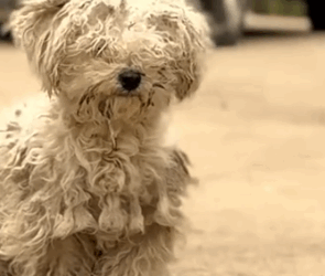 Part2 Animals Rescue #dogrescue #rescuedog #dogsofttiktok #foryoupage #foryou #dogs