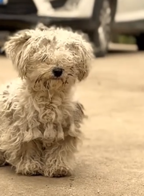 Part2 Animals Rescue #dogrescue #rescuedog #dogsofttiktok #foryoupage #foryou #dogs