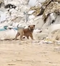 Part2 Animals Rescue #dogrescue #rescuedog #dogsofttiktok #foryoupage #foryou #dogs