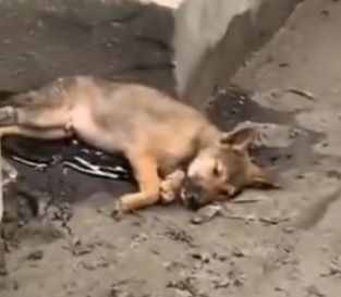 A stray dog got lost at a construction site and got stuck in a pile of asphalt and couldn’t get out._part2