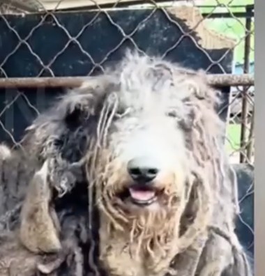 Part2 Animals Rescue #dogrescue #rescuedog #dogsofttiktok #foryoupage #foryou #dogs