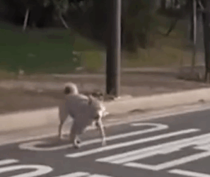 Part2 Animals Rescue #dogrescue #rescuedog #dogsofttiktok #foryoupage #foryou #dogs