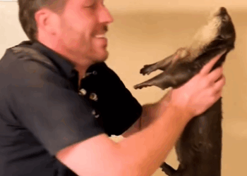 Part2 Animals Rescue #dogrescue #rescuedog #dogsofttiktok #foryoupage #foryou #dogs