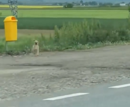 Part2 Animals Rescue #dogrescue #rescuedog #dogsofttiktok #foryoupage #foryou #dogs