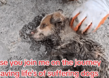 Part2 Animals Rescue #dogrescue #rescuedog #dogsofttiktok #foryoupage #foryou #dogs