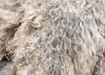 Part2 Animals Rescue #dogrescue #rescuedog #dogsofttiktok #foryoupage #foryou #dogs