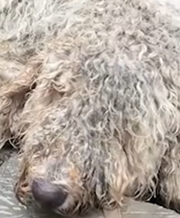 Part2 Animals Rescue #dogrescue #rescuedog #dogsofttiktok #foryoupage #foryou #dogs