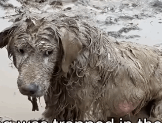 Part2 Animals Rescue #dogrescue #rescuedog #dogsofttiktok #foryoupage #foryou #dogs