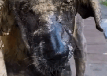 Part2 Animals Rescue #dogrescue #rescuedog #dogsofttiktok #foryoupage #foryou #dogs