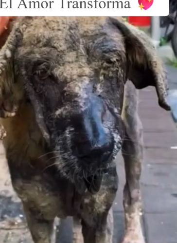 Part2 Animals Rescue #dogrescue #rescuedog #dogsofttiktok #foryoupage #foryou #dogs