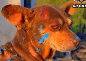 Part2 Animals Rescue #dogrescue #rescuedog #dogsofttiktok #foryoupage #foryou #dogs