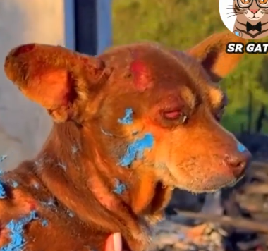 Part2 Animals Rescue #dogrescue #rescuedog #dogsofttiktok #foryoupage #foryou #dogs