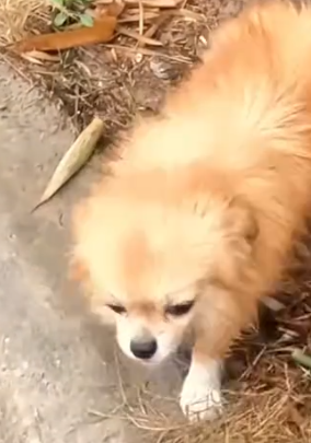 Part2 Animals Rescue #dogrescue #rescuedog #dogsofttiktok #foryoupage #foryou #dogs