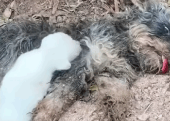 Part2 Animals Rescue #dogrescue #rescuedog #dogsofttiktok #foryoupage #foryou #dogs