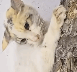 Part2 Animals Rescue #dogrescue #rescuedog #dogsofttiktok #foryoupage #foryou #dogs