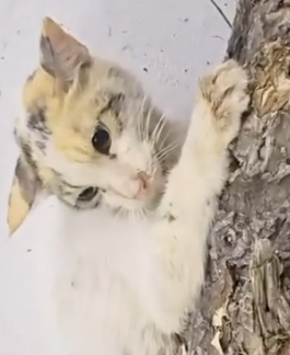 Part2 Animals Rescue #dogrescue #rescuedog #dogsofttiktok #foryoupage #foryou #dogs