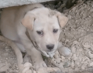 Part2 Animals Rescue #dogrescue #rescuedog #dogsofttiktok #foryoupage #foryou #dogs