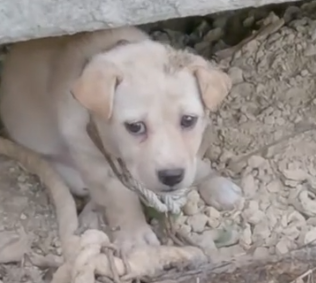 Part2 Animals Rescue #dogrescue #rescuedog #dogsofttiktok #foryoupage #foryou #dogs