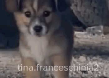 Part2 Animals Rescue #dogrescue #rescuedog #dogsofttiktok #foryoupage #foryou #dogs