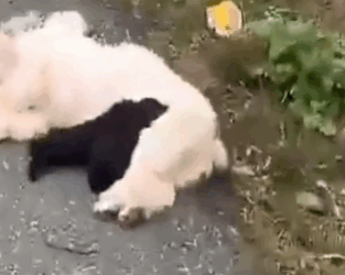 Part2 Animals Rescue #dogrescue #rescuedog #dogsofttiktok #foryoupage #foryou #dogs