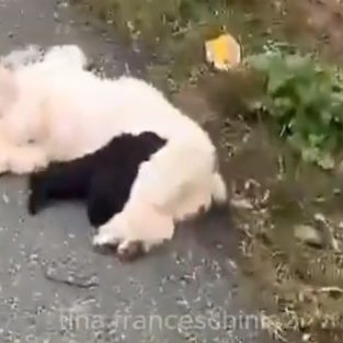 Part2 Animals Rescue #dogrescue #rescuedog #dogsofttiktok #foryoupage #foryou #dogs