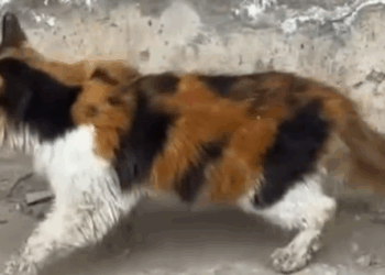 Part2 Animals Rescue #dogrescue #rescuedog #dogsofttiktok #foryoupage #foryou #dogs