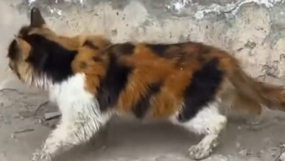 Part2 Animals Rescue #dogrescue #rescuedog #dogsofttiktok #foryoupage #foryou #dogs