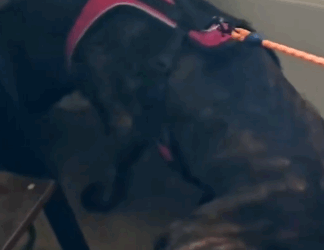 Part2 Animals Rescue #dogrescue #rescuedog #dogsofttiktok #foryoupage #foryou #dogs