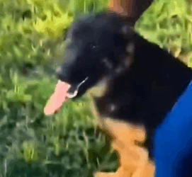 Part2 Animals Rescue #dogrescue #rescuedog #dogsofttiktok #foryoupage #foryou #dogs