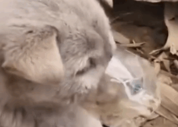 Part2 Animals Rescue #dogrescue #rescuedog #dogsofttiktok #foryoupage #foryou #dogs