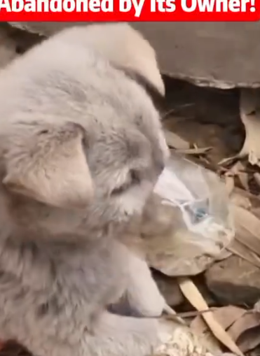 Part2 Animals Rescue #dogrescue #rescuedog #dogsofttiktok #foryoupage #foryou #dogs