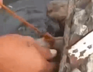 Part2 Animals Rescue #dogrescue #rescuedog #dogsofttiktok #foryoupage #foryou #dogs