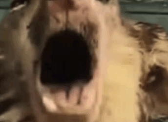 Part2 Animals Rescue #dogrescue #rescuedog #dogsofttiktok #foryoupage #foryou #dogs