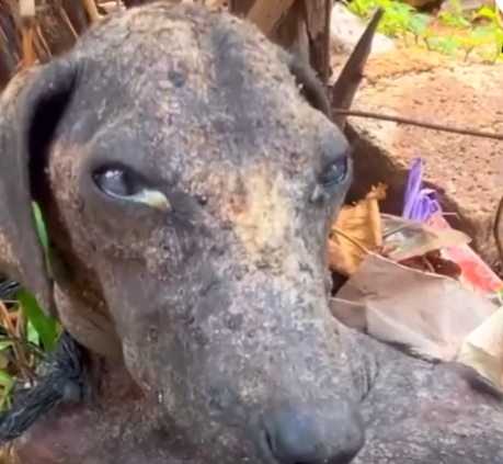 Part2 Animals Rescue #dogrescue #rescuedog #dogsofttiktok #foryoupage #foryou #dogs