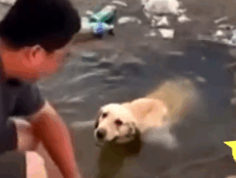 Part2 Animals Rescue #dogrescue #rescuedog #dogsofttiktok #foryoupage #foryou #dogs