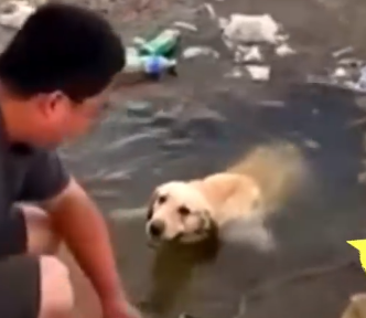 Part2 Animals Rescue #dogrescue #rescuedog #dogsofttiktok #foryoupage #foryou #dogs