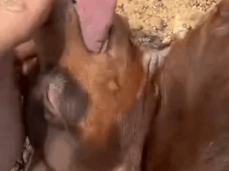 Part2 Animals Rescue #dogrescue #rescuedog #dogsofttiktok #foryoupage #foryou #dogs