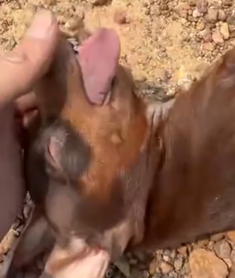 Part2 Animals Rescue #dogrescue #rescuedog #dogsofttiktok #foryoupage #foryou #dogs