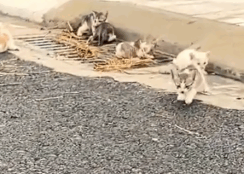 Part2 Animals Rescue #dogrescue #rescuedog #dogsofttiktok #foryoupage #foryou #dogs