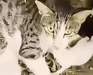 Part2 Animals Rescue #dogrescue #rescuedog #dogsofttiktok #foryoupage #foryou #dogs