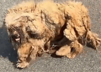 Part2 Animals Rescue #dogrescue #rescuedog #dogsofttiktok #foryoupage #foryou #dogs