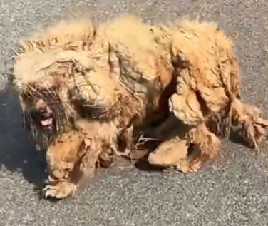 Part2 Animals Rescue #dogrescue #rescuedog #dogsofttiktok #foryoupage #foryou #dogs