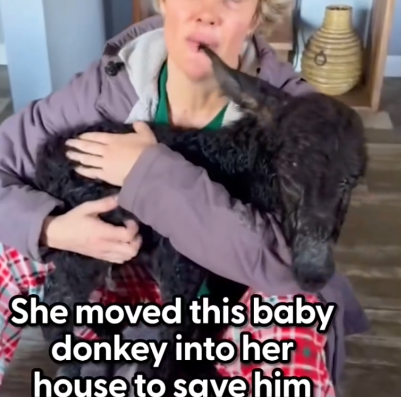 Part2 Animals Rescue #dogrescue #rescuedog #dogsofttiktok #foryoupage #foryou #dogs