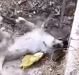 Part2 Animals Rescue #dogrescue #rescuedog #dogsofttiktok #foryoupage #foryou #dogs